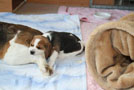 Welpe probiert seine Z&auml;hne an erwachsenem Beagle aus